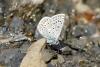 Polyommatus eros